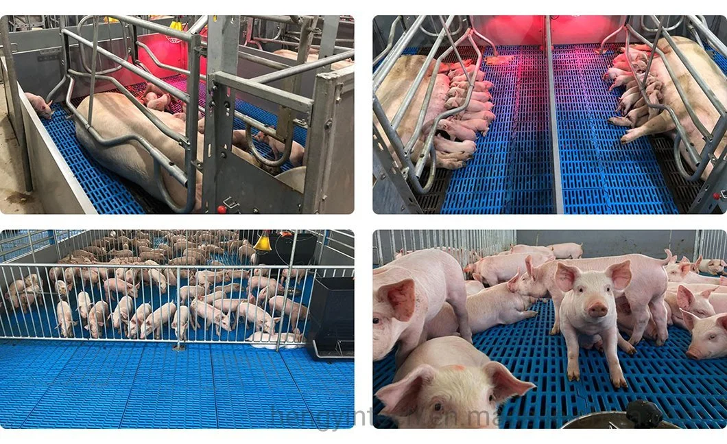 Pig Farm Equipment Farrowing Crate Animal Cages Other Husbandry Equipment